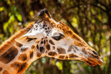 It's Giraffe in Kenya, Africa