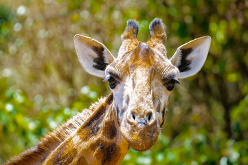 Wall Mural - It's Portrait of a giraffe