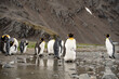 king penguins in antarctica reflecting in a puddle , Fortuna Bay South Georgia 2020