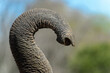 © Anton Ivanov Photo - Close up of the elephant's trunk