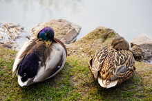 Two Ducks Or Drakes Seen Next To Concrete Bank Near The Water. Male And Female.