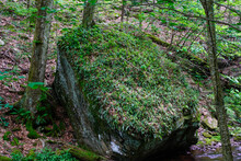 Huge Boulder In State Park With Ferns And Moss Growing On It. Rickett's Glen State Park, Pennsylvania.
