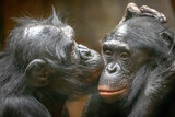 Fototapeta Fototapety ze zwierzętami  - Two monkies in love hugging and kissing each other