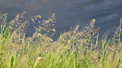 Wall Mural - Macro green summer grass fluffy tops on bokeh blurred water background. Eco natural fresh weed slowmotion near river