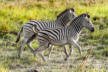 Wall Mural - It's Zebras flock in the Moremi Game Reserve (Okavango River Delta), National Park, Botswana