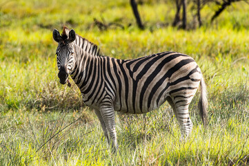 Wall Mural - It's Zebras flock in the Moremi Game Reserve (Okavango River Delta), National Park, Botswana