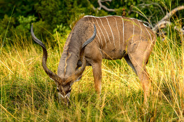 Wall Mural - It's Antelope Kudu in the Moremi Game Reserve (Okavango River Delta), National Park, Botswana