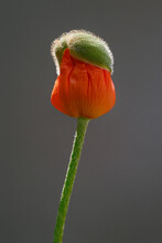Open Head Of A Poppy Flower Bud. Single Orange Poppy Flower  On A Gray Background. Selective Focus