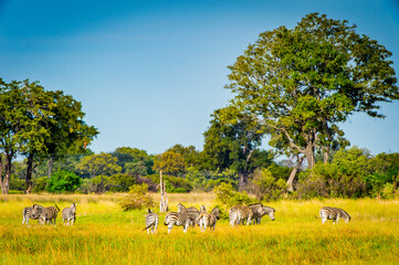 It's Zebra in the Moremi Game Reserve (Okavango River Delta), National Park, Botswana