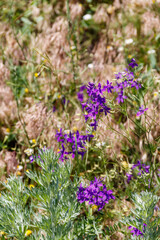 Canvas Print - Forking larkspur (Consolida regalis) flowers on a green meadow