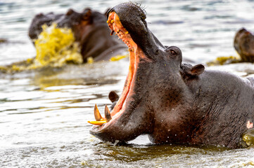 Wall Mural - It's Hippopotamus with open mouth in the Moremi Game Reserve (Okavango River Delta), National Park, Botswana