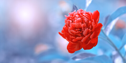 Wall Mural - red peony on a blue background in the sunlight, beautiful abstract nature, border. floral art backgr