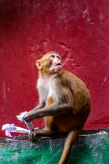 Canvas Print - It's Burmese monkey in Myanmar