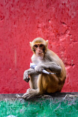 Wall Mural - It's Burmese monkey in Myanmar