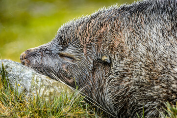 Canvas Print - Atlantic fur seal sleeps on the stone.