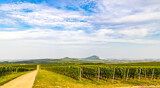 Fototapeta Na ścianę - Vineyards near Villany, Baranya, Southern Hungary