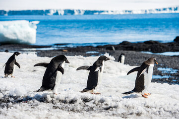 Group of the Adelie penguins (Pygoscelis adeliae) on the Antarctic coast