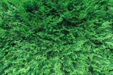 Fototapeta Sypialnia - Green tree.
