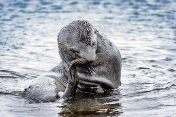 Wall Mural - It's Antarctic fur seal in the water (Arctocephalus gazella)