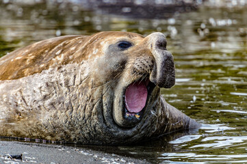 Canvas Print - It's Elephant seal swanks. South Georgia, South Atlantic Ocean.