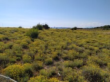 Yellow Flowers And Wild Bushes Of Wild Vegetation On The Dunes