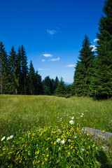 Canvas Print - Summer landscape in Apuseni Mountains, Romania