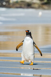 It's Profile of a gentoo penguin in Antarctica