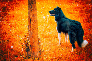 Wall Mural - Black and white Border Collie dog.