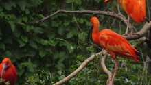 Close Up Of Red Scarlet Ibis Standing On A Branch