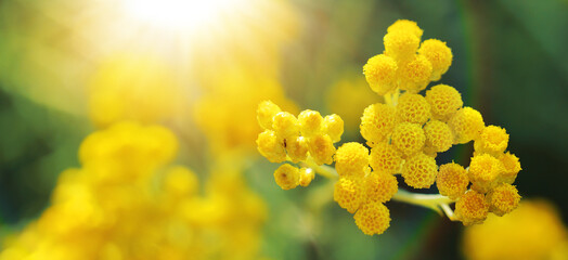 provence yellow flowers bathed in warm spring summer light in sunny garden with warm blured background