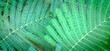 large green leaf of mimosa, texture and plant background, tropical atmosphere