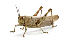 Grasshopper Close Up On White Background, Macro Shot