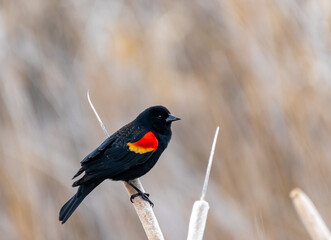 Red Winged Blackbird