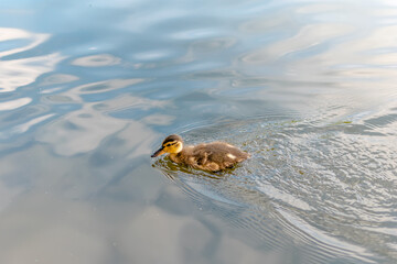 Wall Mural - Duckling on the water