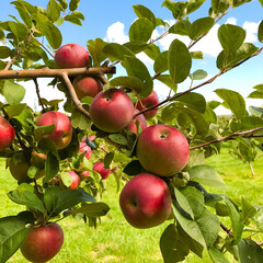 apples on a branch with a blue sky background