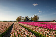 Beautiful Tulip Field By Dutch Farmhouse
