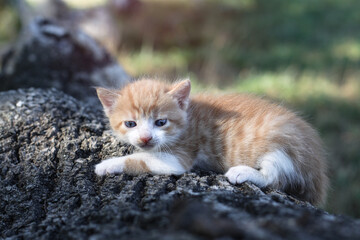 Newborn cats play in nature. A kitten at a young age for the first time in nature without a mother. Beautiful stock background for design.