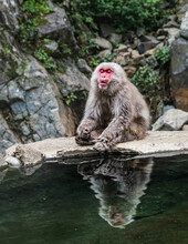 A Male Japanese Macaque Enjoying The Hot Springs In Jigokudami Monkey Park, Nagano, Japan.