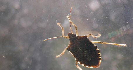 Wall Mural - Stink bug on a window glass surface in sunlight, struggling to crawl, cinematic closeup