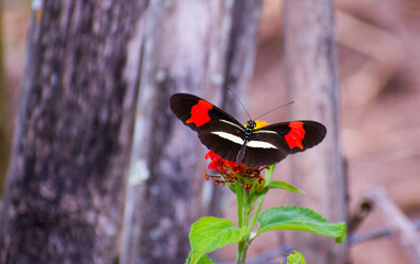 Descanso da borboleta em uma flor