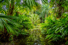 Jungle Pond Free Stock Photo Public Domain Pictures