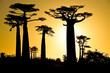Grandidier's baobab trees at sunset, Morondava, Madagascar