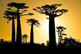 Fototapeta Las - Grandidier's baobab trees at sunset, Morondava, Madagascar