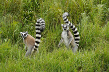 Ring-tailed Lemurs, Lemurs Island, Andasibe, Madagascar