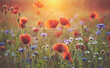Field of poppy flowers at sunset, selective focus, color toning applied.