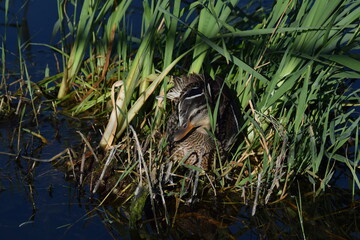 Mallard duck female on the nest.