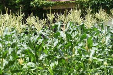 Canvas Print - The corn cultivation / Poaceae grain corn can be harvested in about 90 days after sowing.