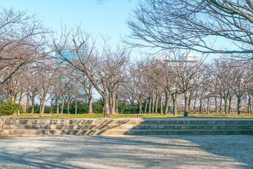 Trees without leaves, light direction from right side