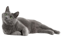 Gray Cat With Green Eyes, Russian Blue Cat