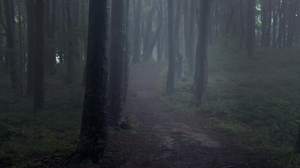 Poster - Static shot of trail in dark creepy foggy forest